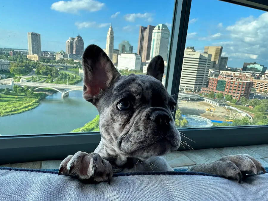 Photo of a dog looking to the camera with a city in the horizon
